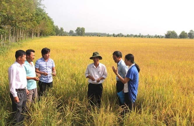 Đức Linh là huyện miền núi với sản xuất lúa chiếm tỷ lệ cao trong cơ cấu sản xuất. Ảnh: Kim Sơ.