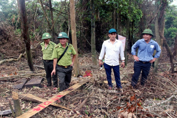 Lực lượng chức năng kiểm tra hiện trường vụ phá rừng tự nhiên tại xã Đakrông