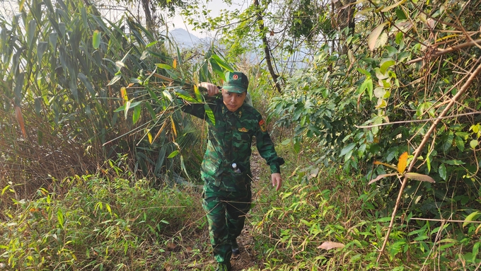 Giống tre được lựa chọn là tre Bát Độ, ươm giống tại Phú Thọ. Theo thông số kỹ thuật, loại tre này sẽ cho thu hoạch sau 2 đến 3 năm trồng. Trung bình năm đầu tiên cho thu hoạch từ 11-23 kg măng/bụi, đến năm thứ 6 cho thu 20 - 25 kg măng/bụi, sang năm thứ 7 - 8 có thể cho 30 - 40 kg măng/bụi.