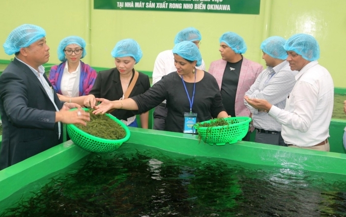 Indian businesses visit DT Group's sea grapes factory. Photo: KS.