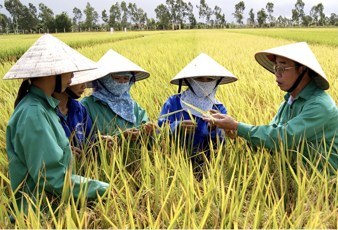 Thái Bình đã hỗ trợ xây dựng và phát triển được trên 35 nhãn hiệu và đang tập trung triển khai xây dựng thương hiệu lúa gạo Thái Bình.