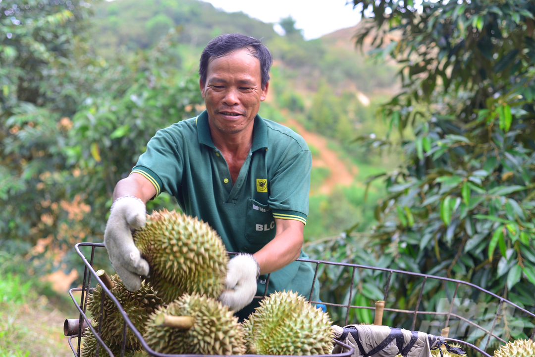 Đến nay, tỉnh Lâm Đồng có khoảng 17.163 ha sầu riêng, tăng hơn 3.500 ha so với năm 2021. Ảnh: Minh Hậu.