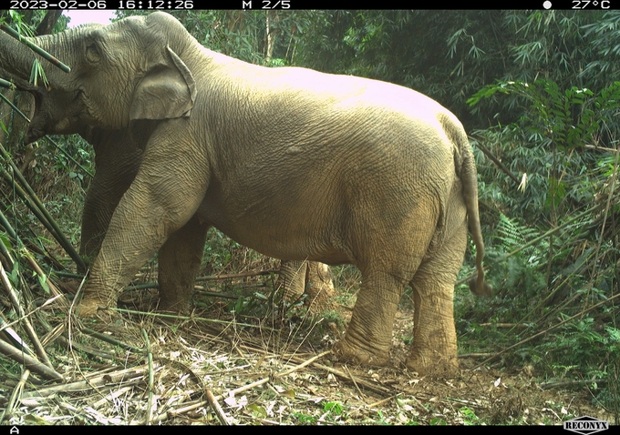 Hình ảnh ghi nhận 1 con voi cái và 1 con voi đực.