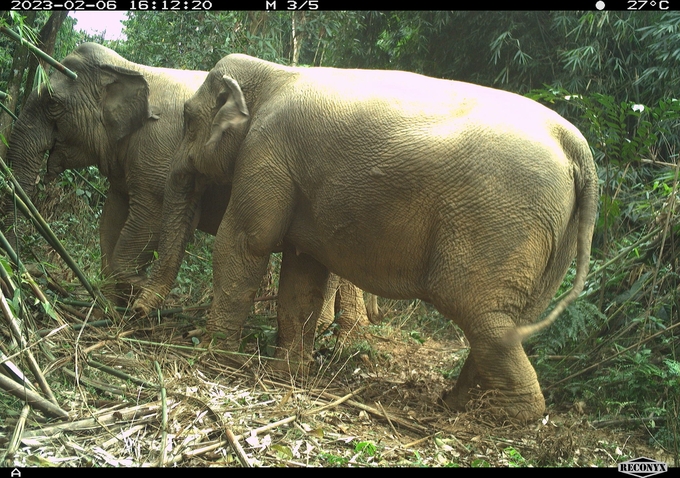2 cá thể voi rừng trưởng thành được phát hiện đang sinh sống tại 1 hòn đảo trong hồ Ngàn Trươi (VQG Vũ Quang).