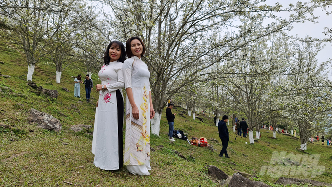 Vào dịp tháng 3 hằng năm, hằng nghìn cây lê bung nở hoa trắng trải khắp các vùng núi non trùng điệp của xã Hồng Thái