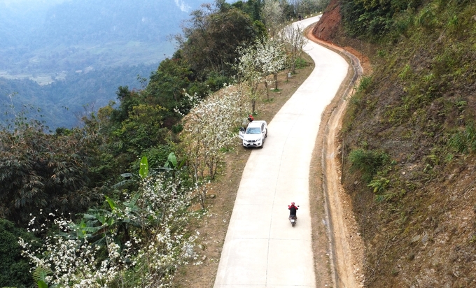 Tuyến đường hoa lê dài nhất Việt Nam nằm trên địa bàn xã Hồng Thái, huyện Na Hang.