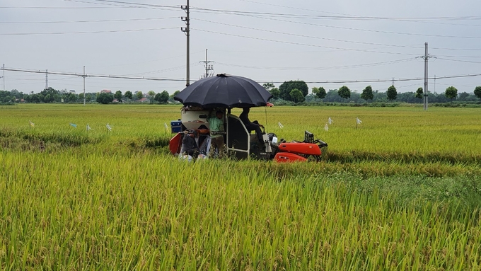 Nông dân thu hoạch lúa tại huyện Phúc Thọ (Hà Nội). Ảnh: Kiên Trung.