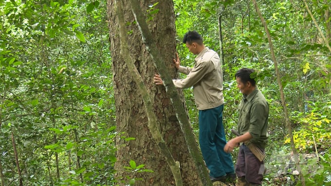 Rừng nghiến cổ thụ Nà Noọc có khoảng 500 cây nghiến, ngoài ra còn có những cây gỗ trai cổ thụ rất quý.