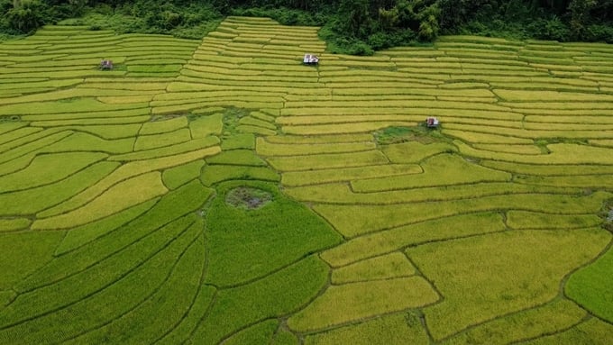 Hợp tác với Tập đoàn Quế Lâm, người Lào khát vọng hướng đến nông nghiệp xanh, sinh thái và bền vững. Ảnh: Hoàng Anh.
