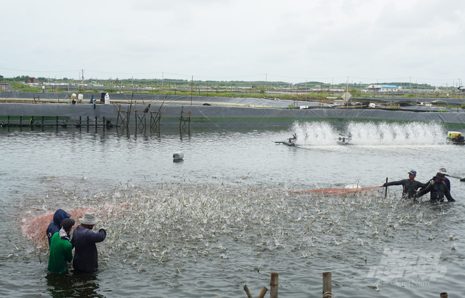 vietnams-shrimp-industry-sets-an-export-goal-of-at-least-43-billion-usd-121447_422.jpeg It is necessary to replicate sustainable shrimp farming models to reduce disease risks. Photo: TL.
