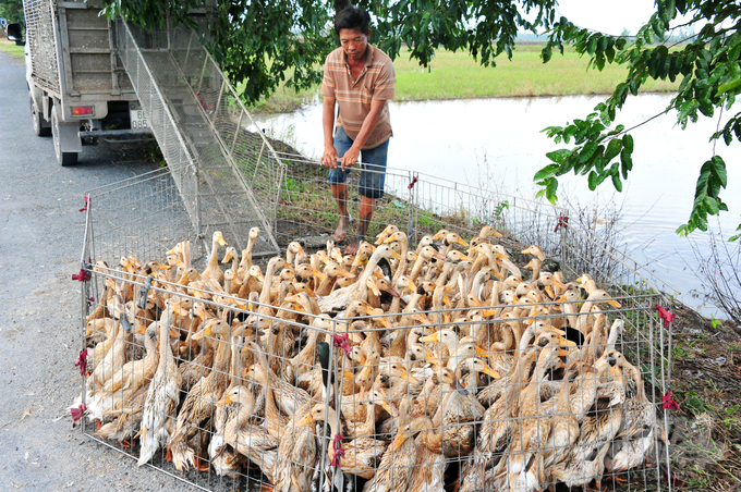 For the agricultural sector, the People's Committee of An Giang province requested the implementation of measures to prevent and control diseases in poultry, strengthen the inspection, supervision, and early detection of outbreaks, and thoroughly handle the outbreak. Photo: Le Hoang Vu.