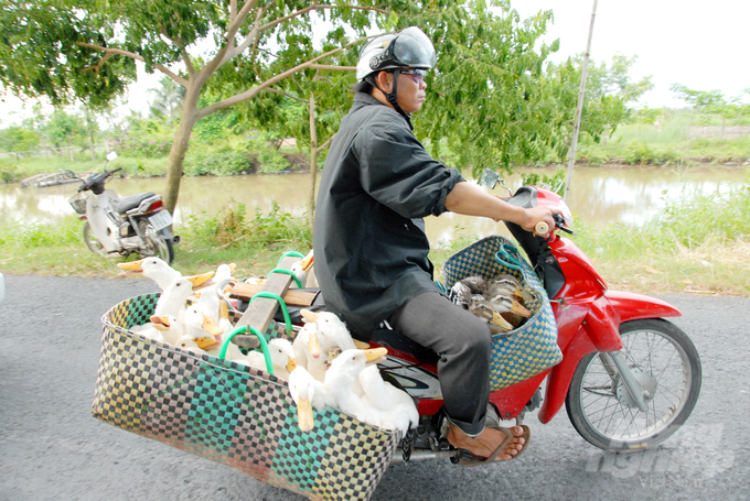 UBND tỉnh An Giang chỉ đạo các địa phương, sở ngành liên quan kiểm soát chặt chẽ, ngăn chặn tình trạng gia cầm nhập lậu qua biên giới từ Campuchia về Việt Nam. Ảnh: Lê Hoàng Vũ.