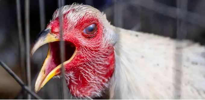 Một con gà trống bị nhốt trong lồng tại một trang trại  ở Austin, Texas (Mỹ) hôm 23 tháng 1 năm 2023, giữa lúc ngành chăn nuôi gia cầm đang bị khủng hoảng do dịch cúm gia cầm tiếp tục lan rộng. Ảnh: Getty