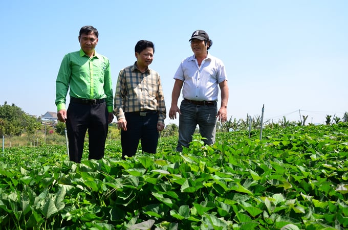 Anh Phan Đình Quý-Công ty TNHH Như Linh (bên phải) cùng với các cán bộ Supe Lâm Thao bên ruộng khoai lang giống chất lượng cao của mình, cung ứng cho nông dân. Ảnh: Dương Đình Tường.