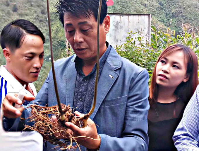 Một củ sâm Lai Châu có chất lượng cao do người dân ở huyện Tam Đường trồng. Ảnh: Q.H