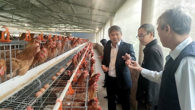 Chủ tịch UBND huyện Hoài Ân Nguyễn Hữu Khúc (người đứng đầu tiên bìa trái) đến thăm trang trại chăn nuôi gà lấy trứng của anh Lê Thiệu. Ảnh: Đình Thung.