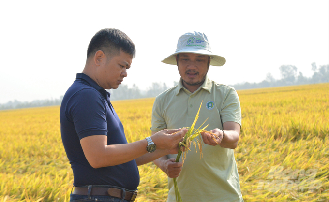 Canh tác lúa bền vững SRP không chỉ mang lại lợi ích kinh tế, mà còn góp phần bảo vệ môi trường. Ảnh: Trung Chánh.