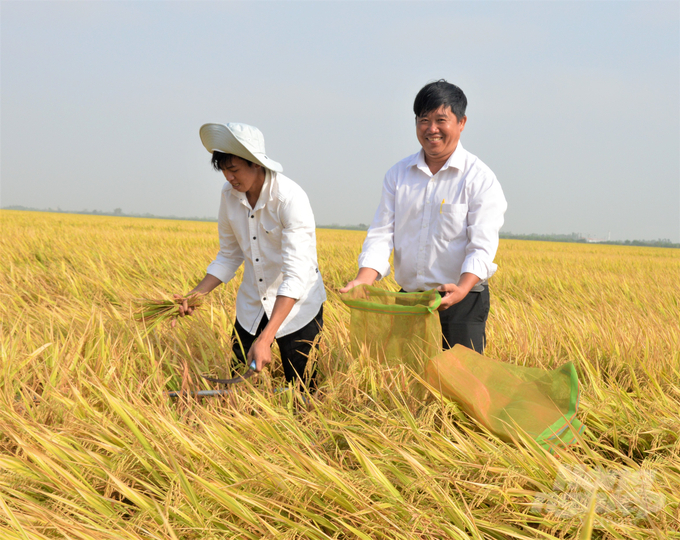 Năng suất ruộng mô hình ước cao hơn trên 1 tấn/ha, lợi nhuận tăng thêm tối thiểu là 6 triệu đồng/ha. Ảnh: Trung Chánh.