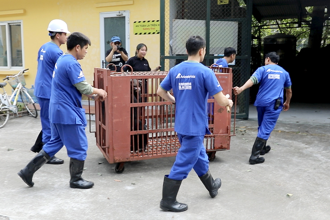 Tổ chức Động vật Châu Á tiếp nhận cá thể gấu ngựa từ Hạt kiểm lâm số 5, Chi cục Kiểm lâm Hà Nội.