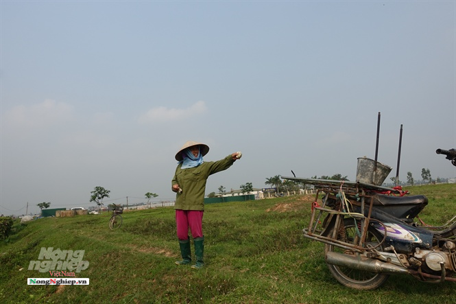 Nông dân mất đất ở huyện Mê Linh xót xa nhìn đồng ruộng bị thu hồi sau đó bỏ hoang hàng chục năm. Ảnh: Hoàng Anh.