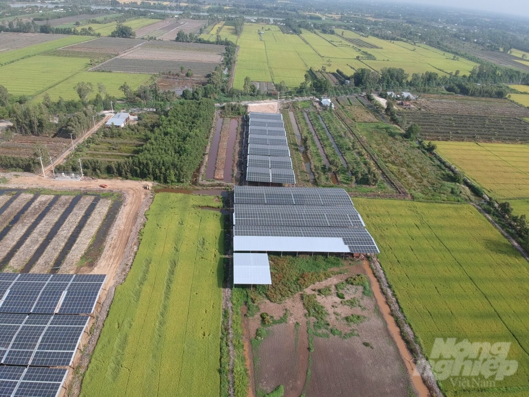 Mô hình sản xuất nông nghiệp tuần hoàn của Công ty HG Farm ở xã Hỏa Tiến, TP Vị Thanh, tỉnh Hậu Giang. Ảnh: Kim Anh.