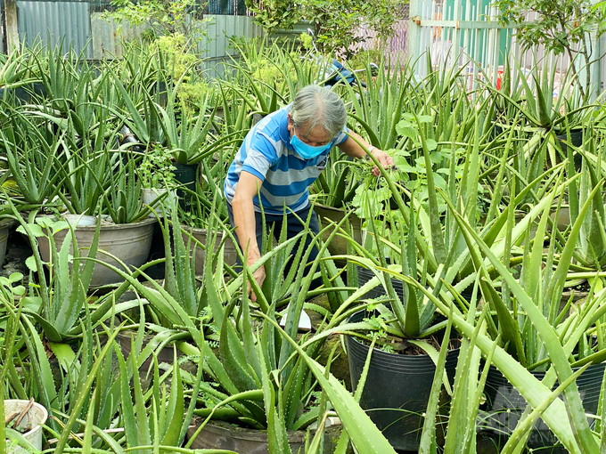 Ngoài việc nuôi dúi bán thịt và giống, ông Hiếu còn tận dụng lấy phân dúi để trồng thêm hàng trăm chậu nha đam Mỹ mỗi tháng thu nhập gần 10 triệu đồng.