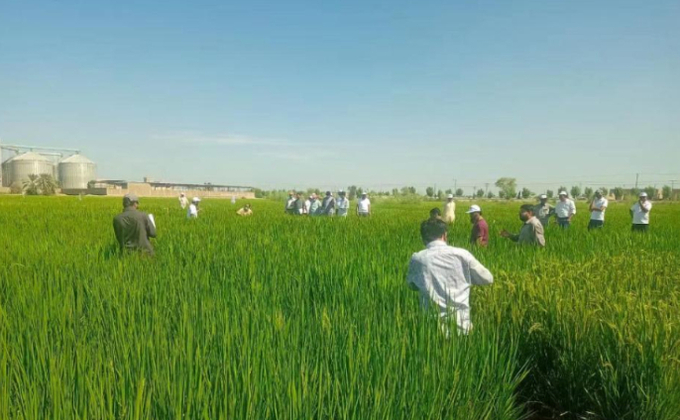 Chuyên gia lúa lai Trung Quốc cho rằng việc đưa lúa lai vào Pakistan giúp cải thiện sản lượng từ 50-80% và nâng cao chất lượng lên 10%.