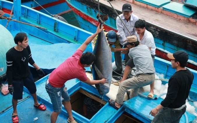 Thời gian qua tỉnh Khánh Hòa đã nỗ lực thực hiện chống khai thác hải sản bất hợp pháp. Ảnh: KS.