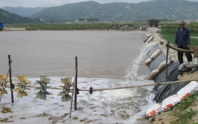 Vùng nuôi tôm ở hạ lưu sông Bàn Thạch, thị xã Sông Cầu, tỉnh Phú Yên. Ảnh: KS.