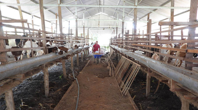 Chăn nuôi dê nhốt chuồng đem lại thu nhập ổn định cho người dân địa phương. Ảnh: Minh Sáng.