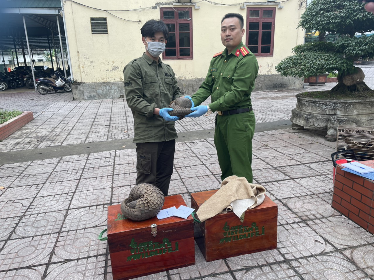 Lực lượng chức năng bàn giao cá tê tê cho nhân viên cứu hộ của Save Vietnam Wildlife.