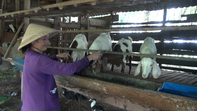 Bà Trần Thị Lan chăm sóc đàn dê của gia đình mình. Ảnh: Trần Trung.