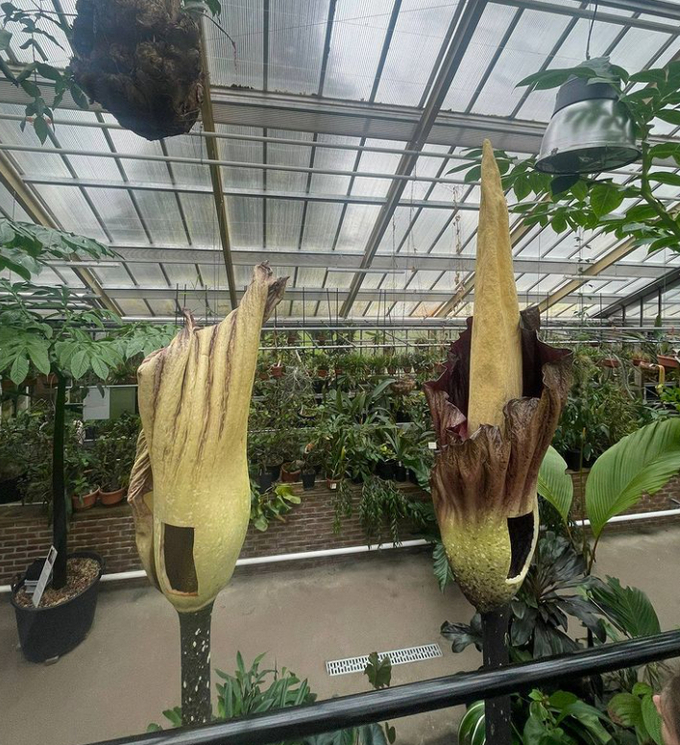 Hình ảnh hiếm gặp khi hai cây Amorphophallus gigas cùng nở hoa vào một thời điểm ở vườn thực vật Leiden. Ảnh: ERN