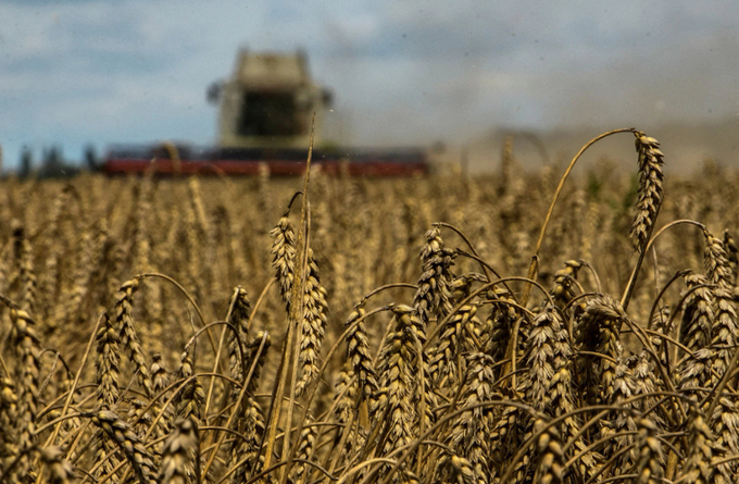 Cả Ukraine và Nga đều là những nhà cung cấp lúa mì, lúa mạch, dầu hướng dương và các loại thực phẩm quan trọng khác cho thế giới, đặc biệt là các quốc gia ở Châu Phi, Trung Đông và một phần Châu Á. Ảnh: Reuters