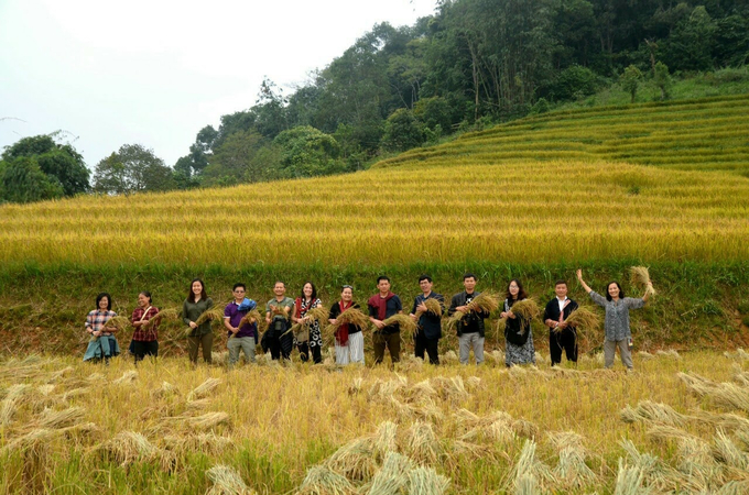 Khách du lịch thích thú với trải nghiệm gặt lúa ở vùng cao Sải Duần. Ảnh: HĐ.
