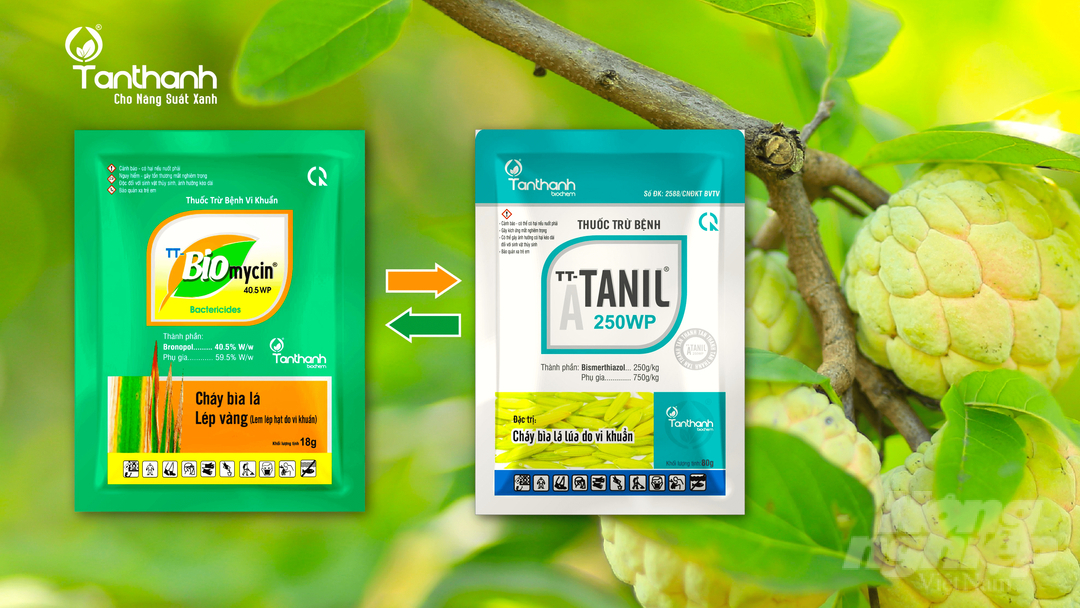 Bộ đôi sản phẩm TT-Biomycin 40.5WP và TT-Atanil 250WP, ngăn ngừa vi khuẩn gây bệnh lây lan trên cây mãng cầu. Ảnh: Đỗ Thanh Tuyền.