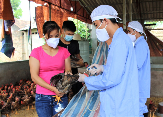 TP. Hà Nội yêu cầu tổ chức tiêm vacxin cúm gia cầm bảo đảm đạt tỷ lệ trên 80% tổng đàn tại thời điểm tiêm. Ảnh: Phạm Hiếu.