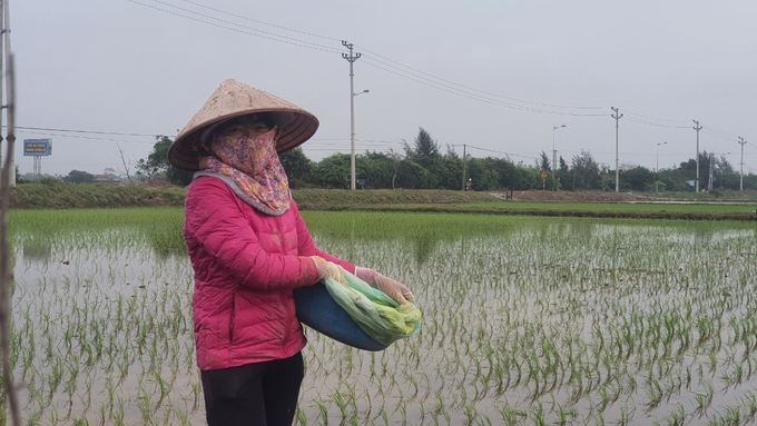 Người dân huyện Hải Hậu phải gieo cấy lại hơn 60ha lúa bị chết.
