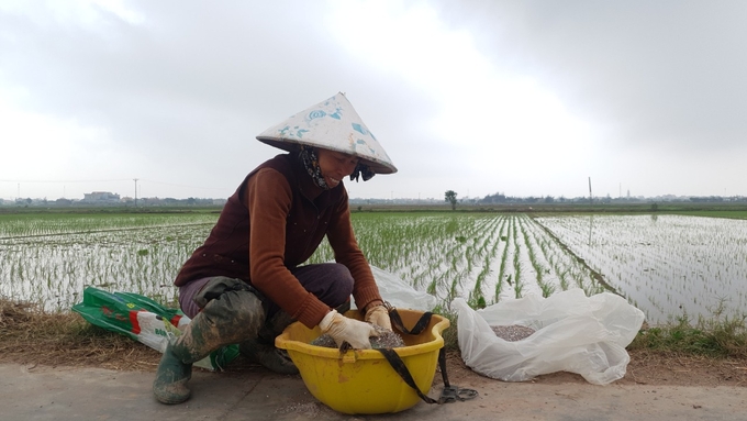 Bà Phạm Thị Hường (Khu 10, thị trấn Thịnh Long) buồn phiền vì toàn bộ 3 sào lúa của gia đình bị chết.