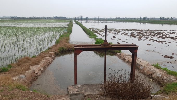 Sau khi xác định được nguyên nhân, huyện Hải Hậu đã tích cực thay tháo để rửa mặn cho đất lúa.