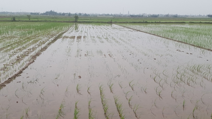Một ruộng lúa bị chết vì đất nhiễm mặn chưa được cấy lại.