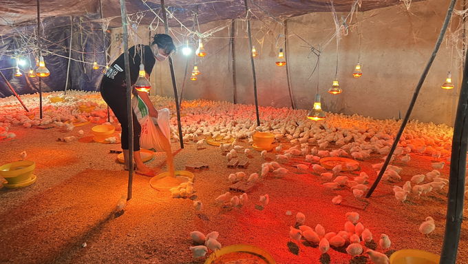Trang trại gà đẻ trứng hồng của gia đình anh Hà. Ảnh: Trần Trung.
