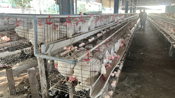 Trang trại gà đẻ trứng hồng của gia đình anh Lê Xuân Vinh, ấp Bù Dinh, xã Thanh An. Ảnh: Trần Trung.