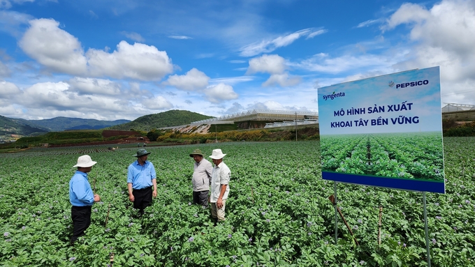Syngenta and PepsiCo partner to develop sustainable potatoes. Photo: Dang Lam.