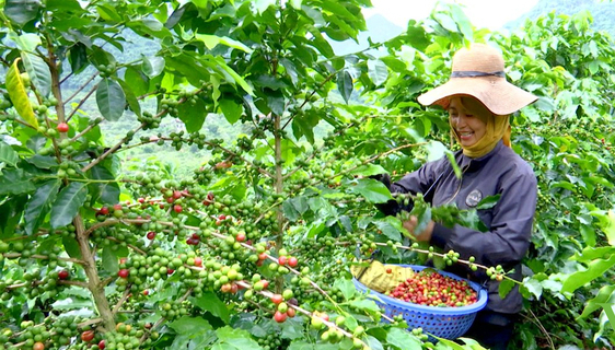 Phân bón Văn Điển rất phù hợp với cây cà phê chè tại tiểu vùng khí hậu Sơn La.