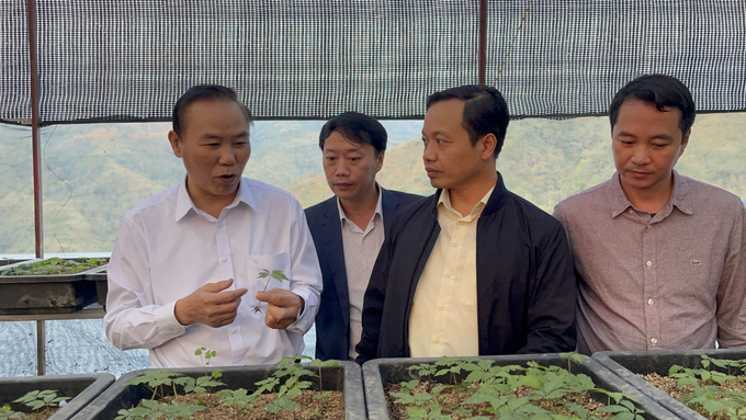 Thứ trưởng Bộ NN-PTNT Phùng Đức Tiến (bên trái) thăm khu trồng sâm tại xã Pa Vệ Sủ (huyện Mường Tè, Lai Châu). Ảnh: H.Đ