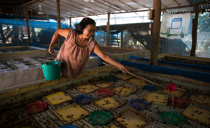 The owner of a large cricket farm in Sane To village (Thailand) that produces 800kg of crickets every 45 days feeds the crickets water. The village has farmed crickets on an industrial scale for over 5 years with around 60 households producing tens of thousands of tonnes of crickets per year.