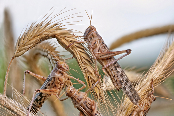 A swarm of desert locusts can be made up of 150 million locusts per square kilometer.