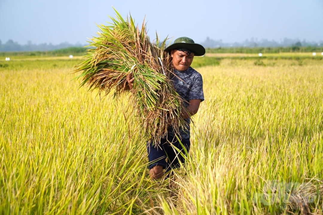 Theo Ngân hàng Thế giới, dự kiến thu nhập của bà con nông dân sẽ được nâng thêm khoảng 20% thông qua cải thiện về năng suất và chất lượng. Ảnh: Kim Anh.