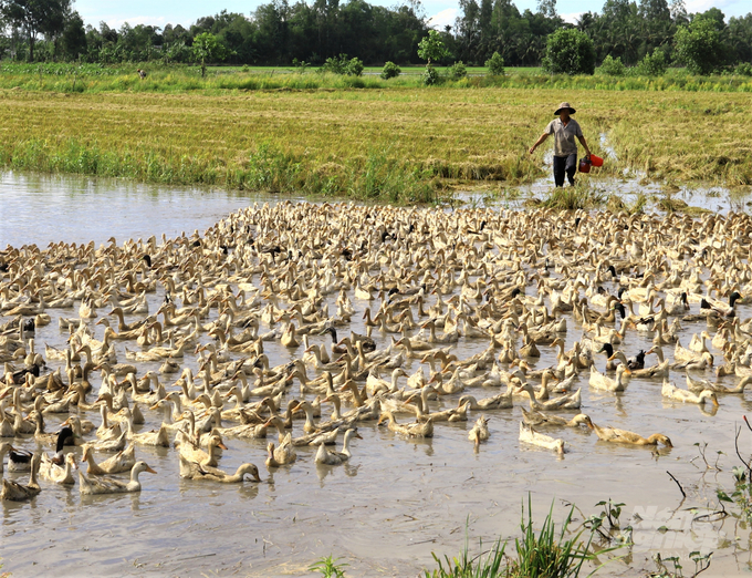 The veterinary forces of Hau Giang province reinforced the management of free-range ducks in an effort to limit the spread of avian influenza. Photo: Trung Chanh.
